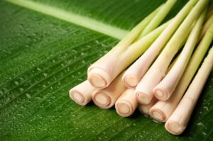 Cây sả có tác dụng gì