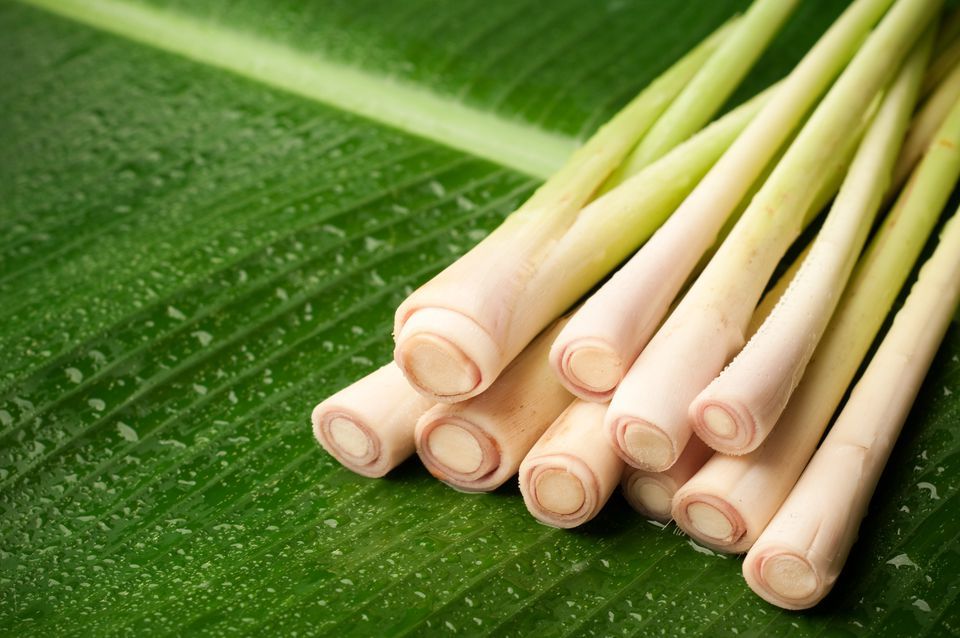 Cây sả có tác dụng gì